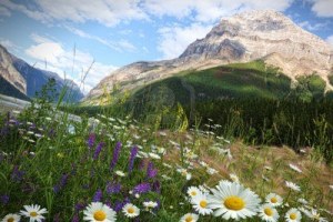 10413475-field-of-daisies-and-wild-flowers-with-rocky-mountains-in-background