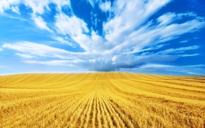 golden-wheat-field