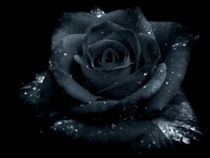 Rose_Gothic_by_Zefir4ik