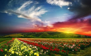 flower-field-sunset