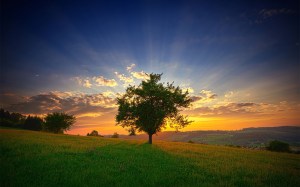 TGraphic_com-Full-Nature-tree-sunset