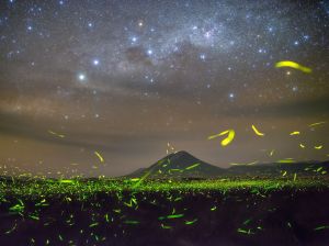 fireflies-stars-night_89915_990x742