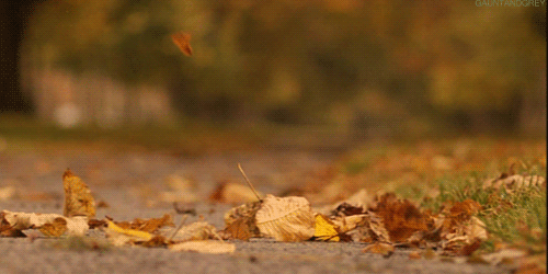 34003-fall-leaves-gif