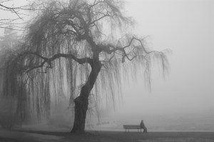 Weeping Willow