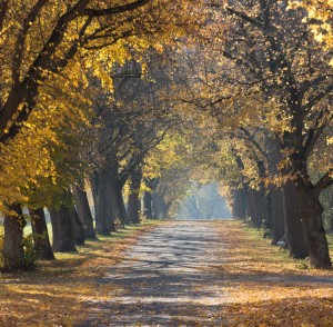 trees-1030853_1920-300x294